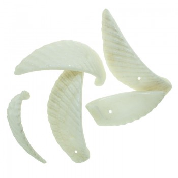 Abalocios trozos de concha