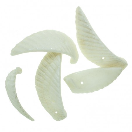 Abalocios trozos de concha